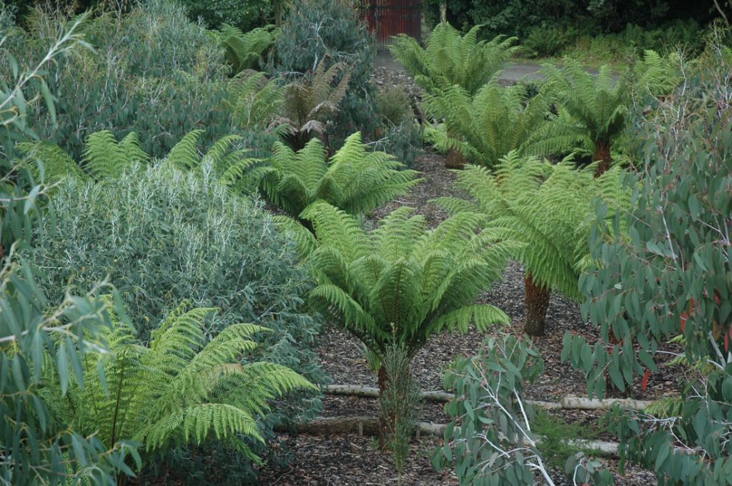 Logan Botanic Garden