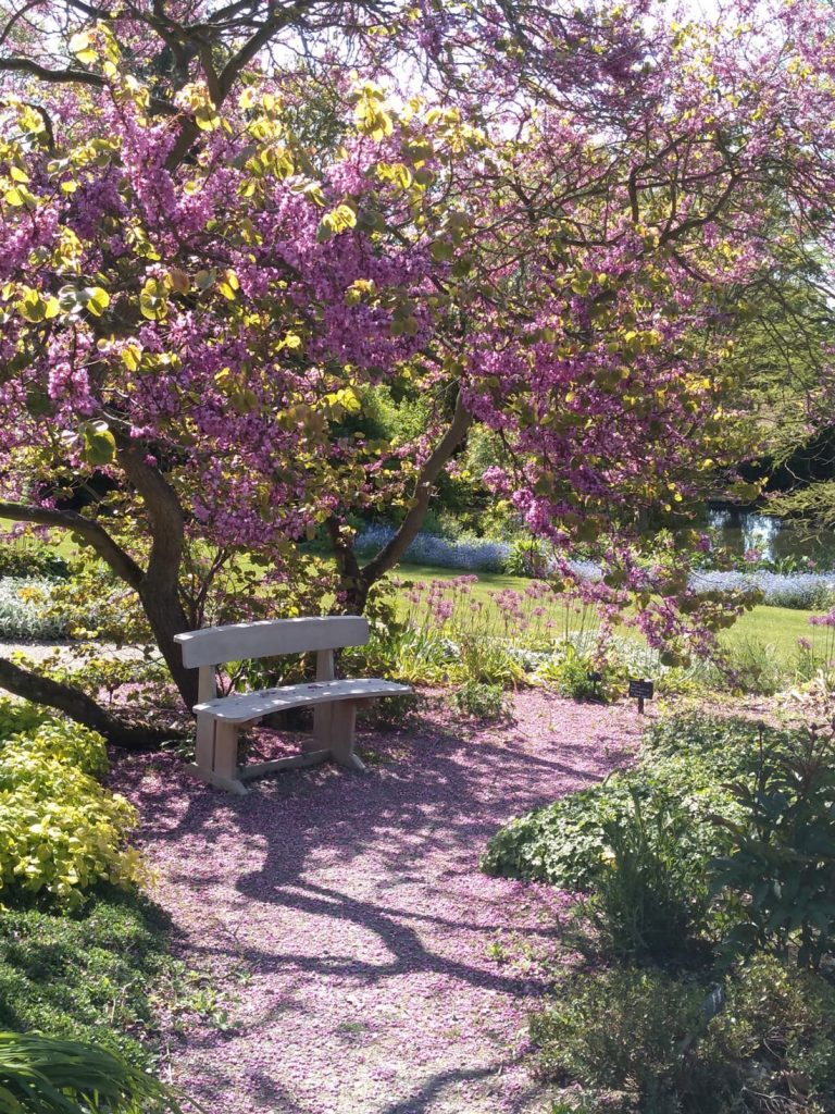 Beth Chatto’s Plants & Gardens